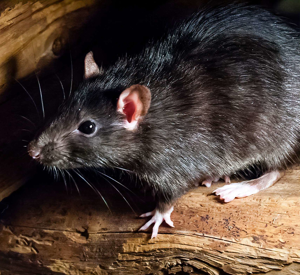 Rats & Mice Control